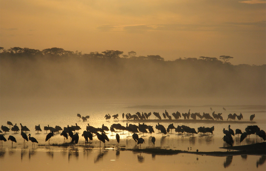 berwisata-safari-di-alam-afrika-yang-indah