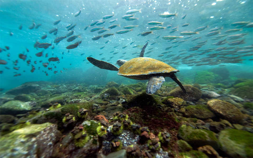 Beberapa Tips Wisata Galapagos